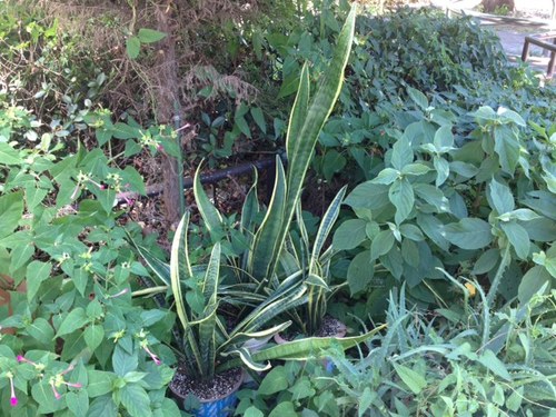 Sansevieria.JPG