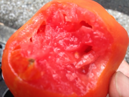 bosstomato1.JPG