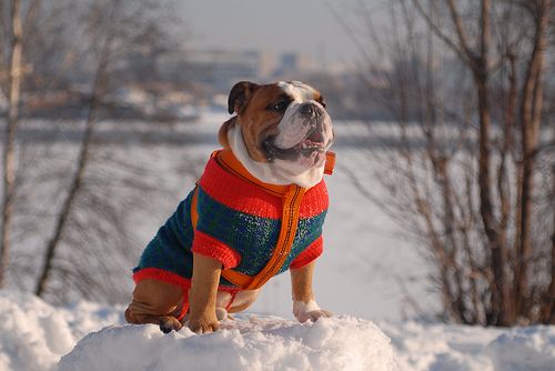 winter_dog.jpg