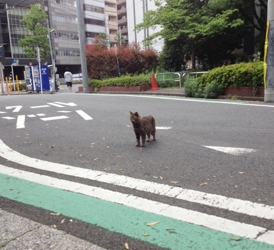 new-cat-2019-yokohama.jpg